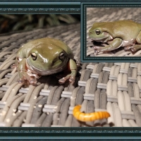 FRAMED FROGS