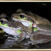 LOVELY FROGS