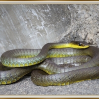 GREEN TREE SNAKE