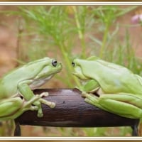 BEAUTIFUL FROGS