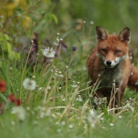 Fox