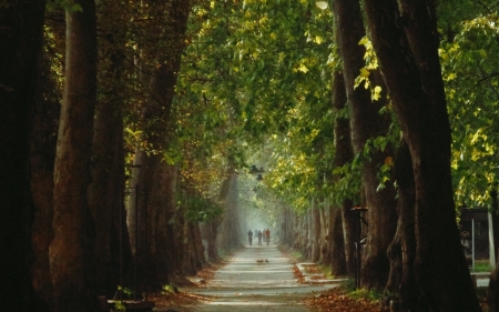 Avenue - path, avenue, trees, alley