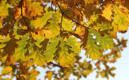 Oak Leaves - tree, oak, leaves, autumn