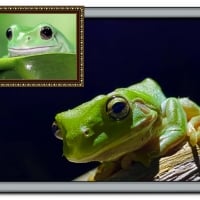 FRAMED FROGS