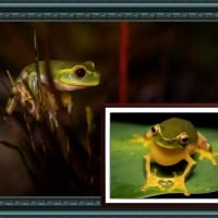 FRAMED FROGS