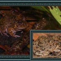 FRAMED FROGS