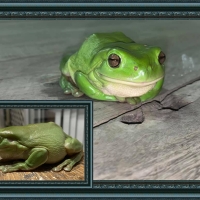 FRAMED FROGS