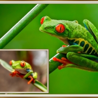 FRAMED FROGS