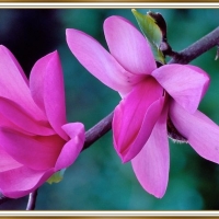 PRETTY MAGNOLIA