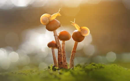 Snails on Mushrooms - macro, mushrooms, snails, nature