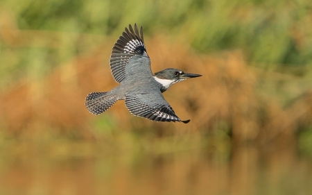 A female Belted Kingfisher