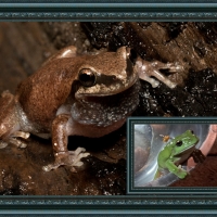 FRAMED FROGS