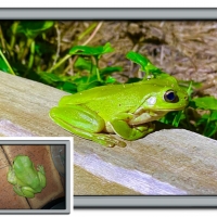 FRAMED FROGS