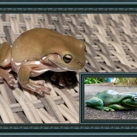 FRAMED FROGS