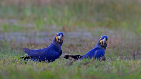 Hyacinth Macaw - bird, animal, parrot, macaw