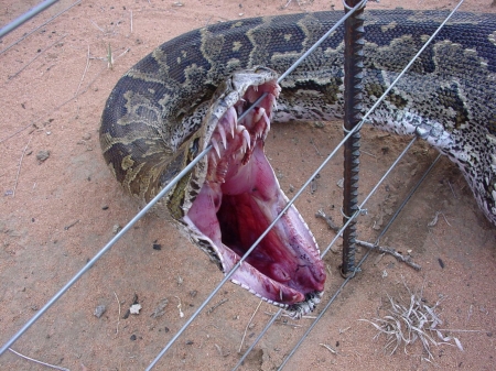 Python - Animals, Reptile, Snake, Python