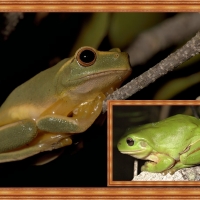 FRAMED FROGS