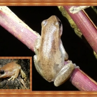 FRAMED FROGS