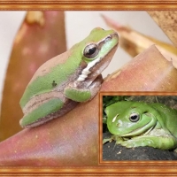 FRAMED FROGS