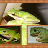 FRAMED FROGS