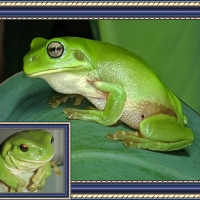 FRAMED FROGS