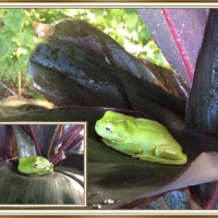 FRAMED FROGS