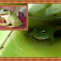 FRAMED FROGS