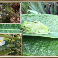 FRAMED FROGS