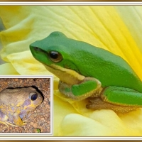 FRAMED FROGS