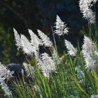 Pampas Grass