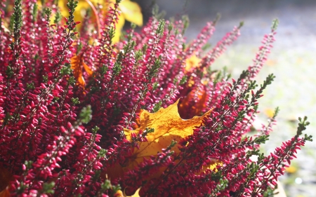 Heather - heather, nature, leaves, autumn