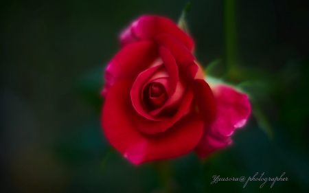 Rose - macro, rose, flower, red