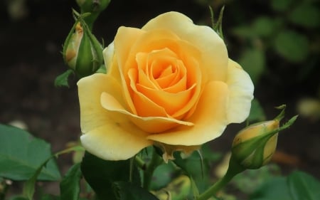 Rose - rose, England, yellow, flower