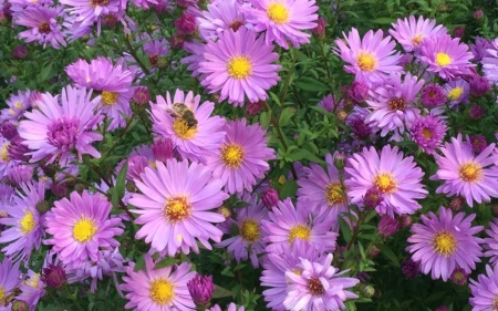 Asters and Bee - Latvia, flowers, bee, asters, macro, pink