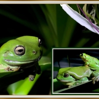 FRAMED FROGS