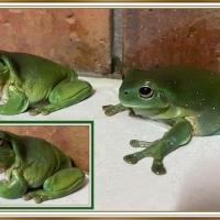 FRAMED FROGS