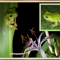 FRAMED FROGS