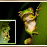 FRAMED FROGS