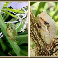 FRAMED FROGS