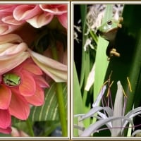 FRAMED FROGS