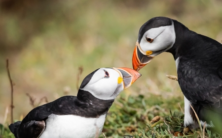 Puffins - bird, cute, puffin, animal