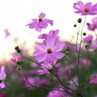 Cosmos Flowers