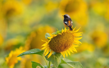 Bird on Sunflower - bird, sunflower, yellow, nature