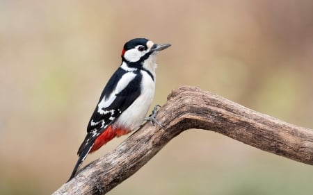 Great Spotted Woodpecker