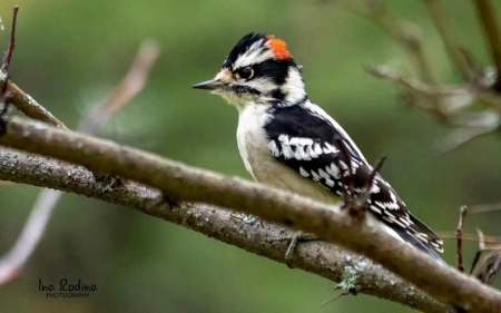 Woodpecker - bird, Latvia, woodpecker, tree