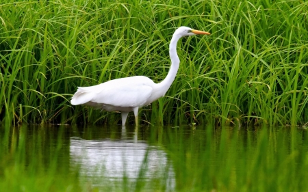 Egret - Latvia, grass, egret, bird, water