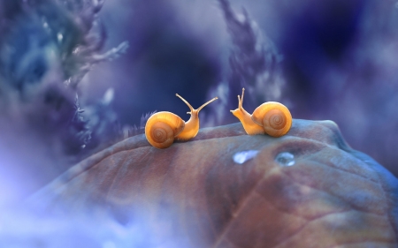 Snails on Leaf - leaf, snails, animals, macro