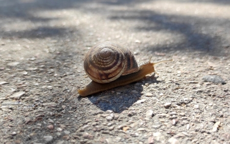 Snail - animal, spiral, snail, macro