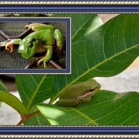 FRAMED FROGS