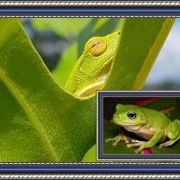 FRAMED FROGS